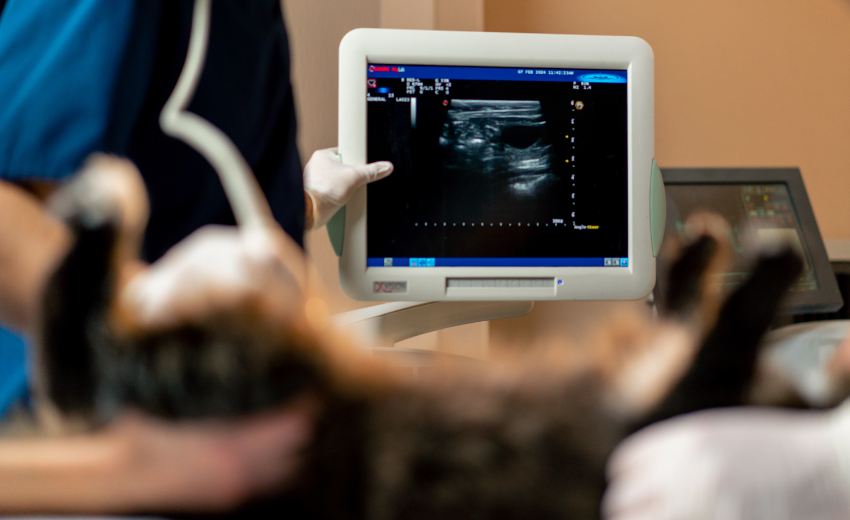 veterinarian doctor looks at an ultrasound scan of a cat's belly