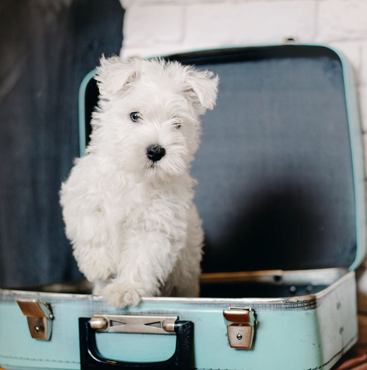 west highland white terrier puppy at home