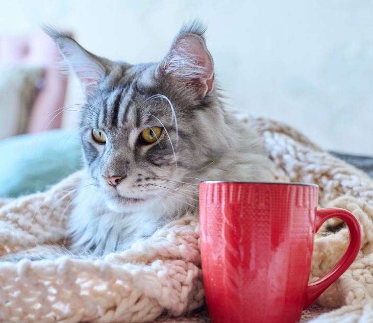 gray cat lying in woolen warm clothes with mug.