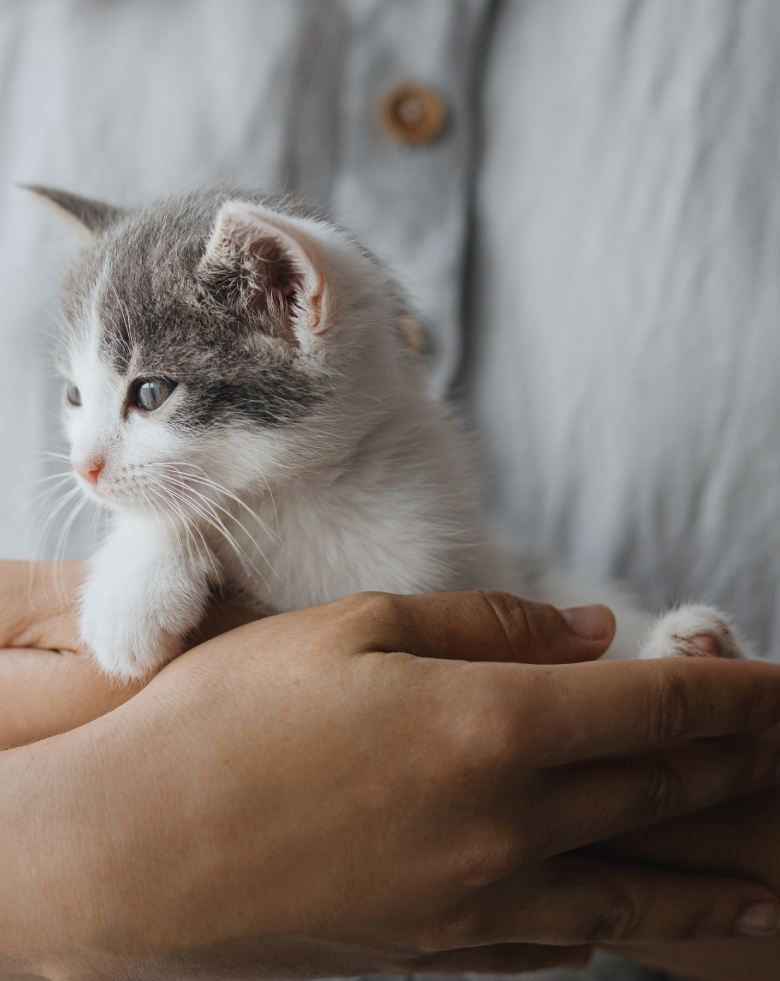 Woman in rustic dress holding cute little kitten in hands.