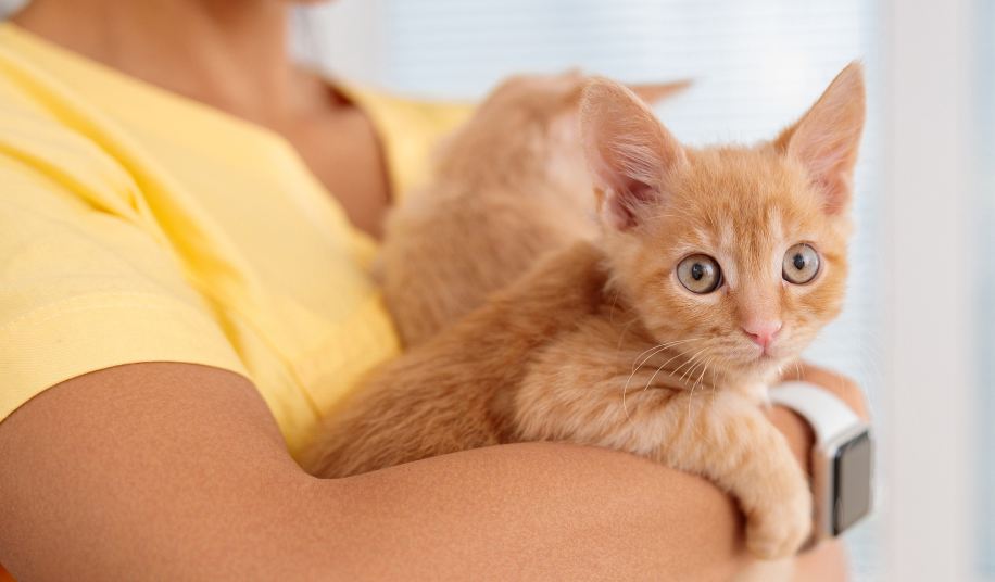 Woman vet cares of lovely kittens in doctor office